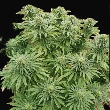 Bruce Lemon Diesel