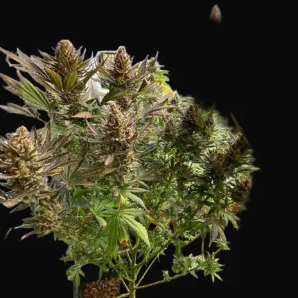 Bruce Lemon Diesel