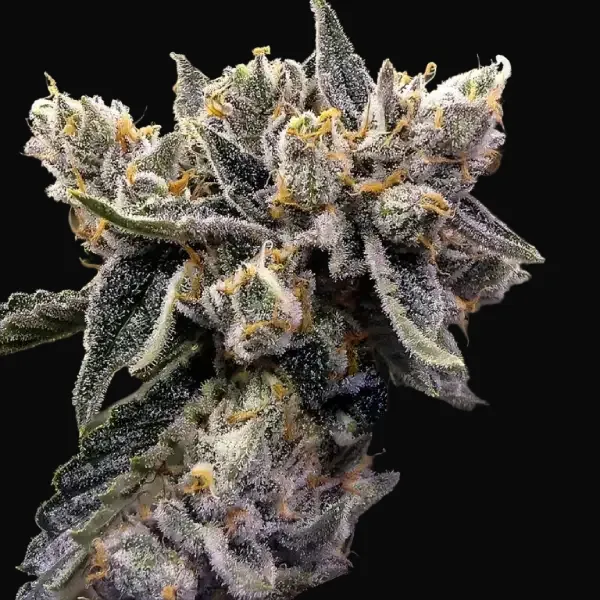 Bruised Banana