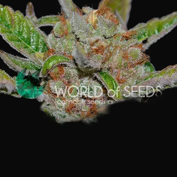 Bubba Haze