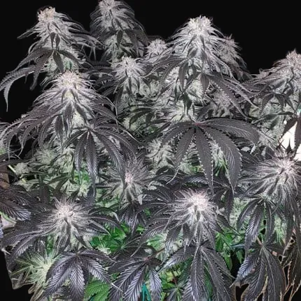 Bubba Island Kush
