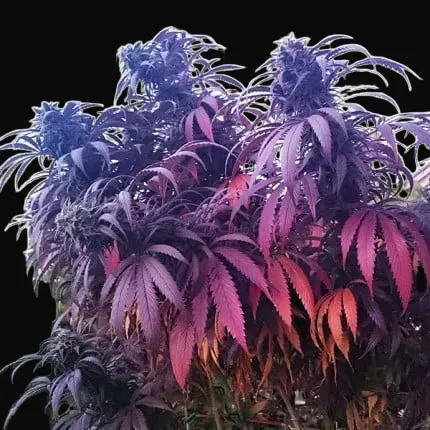 Bubba Island Kush