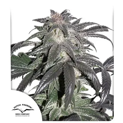 Bubba Island Kush