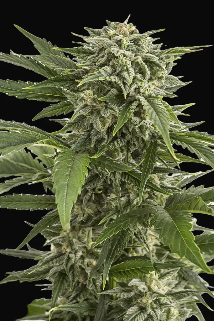 Bubba Kush Auto