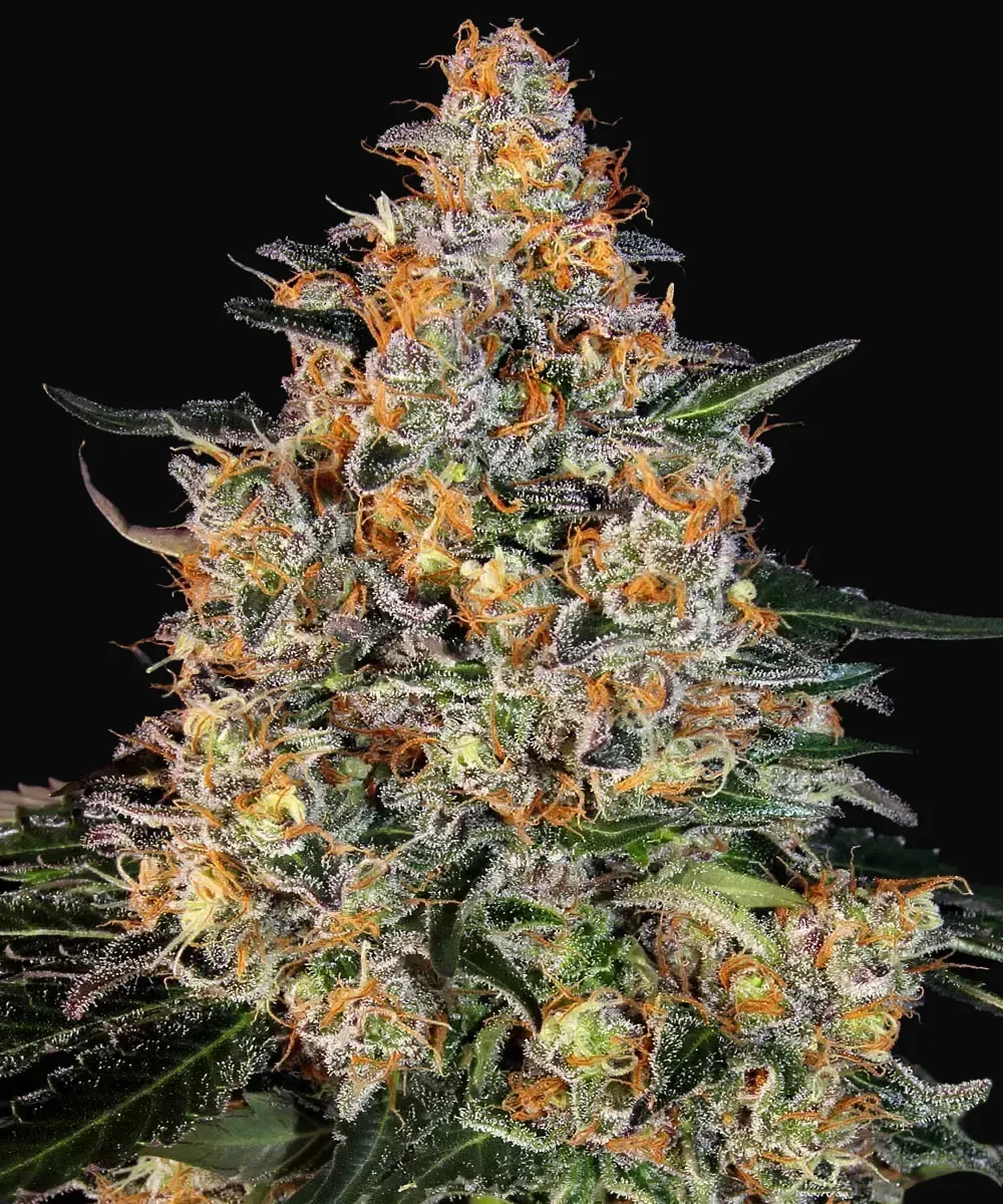 Bubba Kush