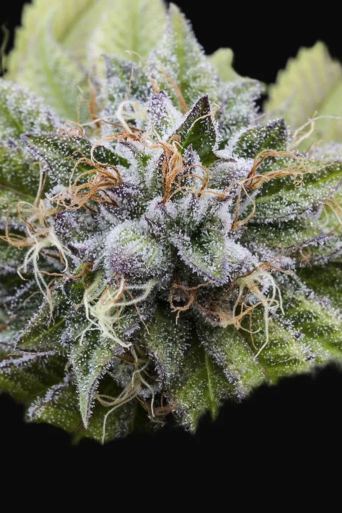 Bubba Kush