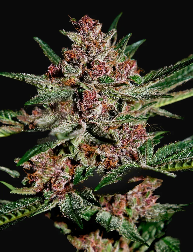 Bubba Kush