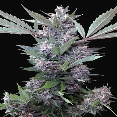 Bubba Kush x PCK