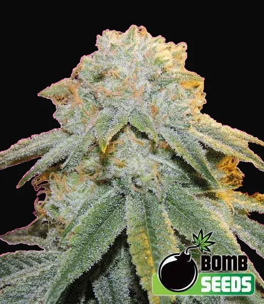 Bubble Bomb