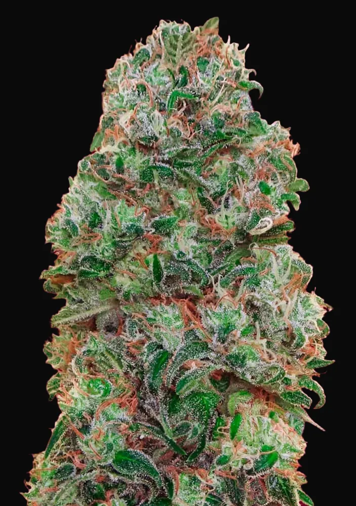 Bubble Gum