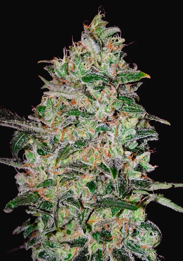 Bubble Gum Fast