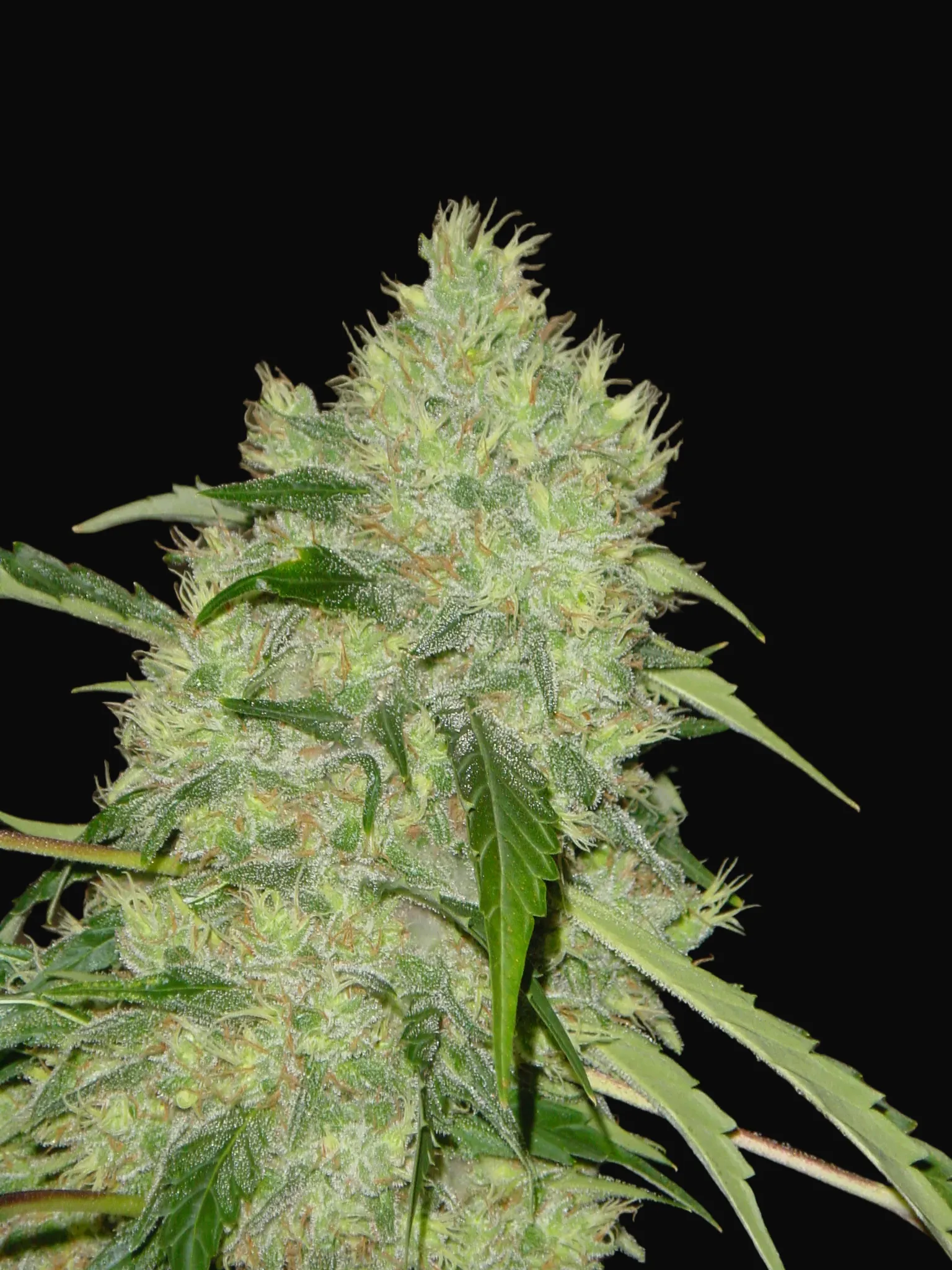 Bubble Gum Regular