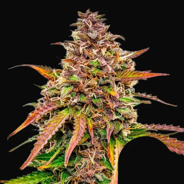 Bubble Kush Auto