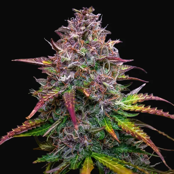 Bubble Kush Auto