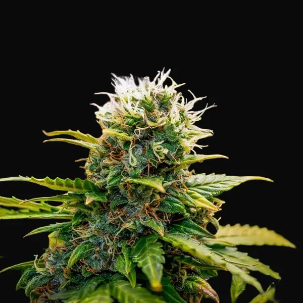 Bubble Kush Auto