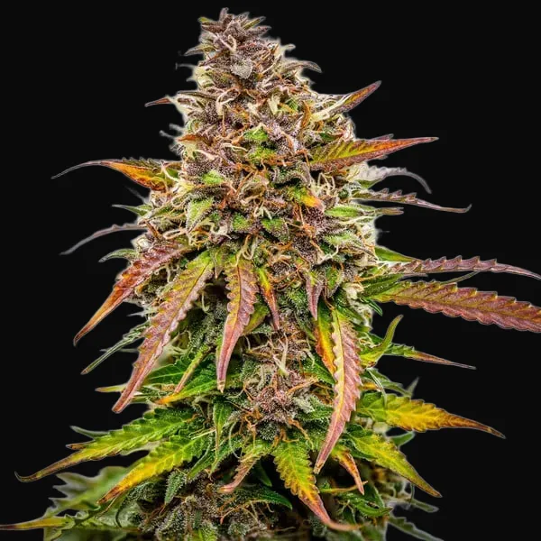 Bubble Kush Auto