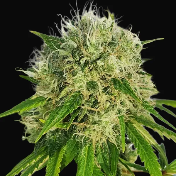 Bubble Kush