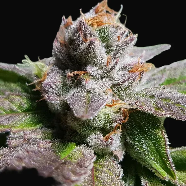 Bubble Kush