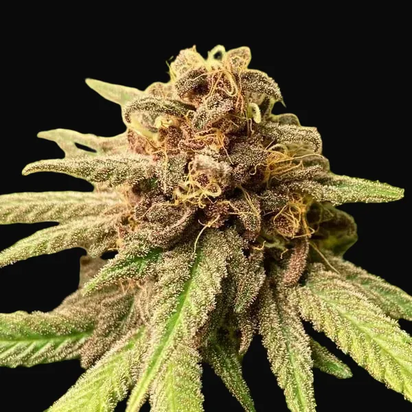 Bubble Kush