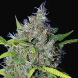 BubbleBerry