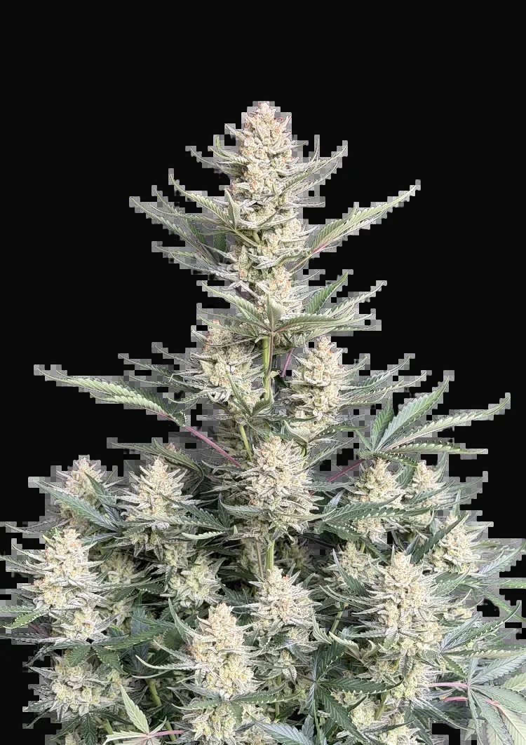 BubbleGum Auto