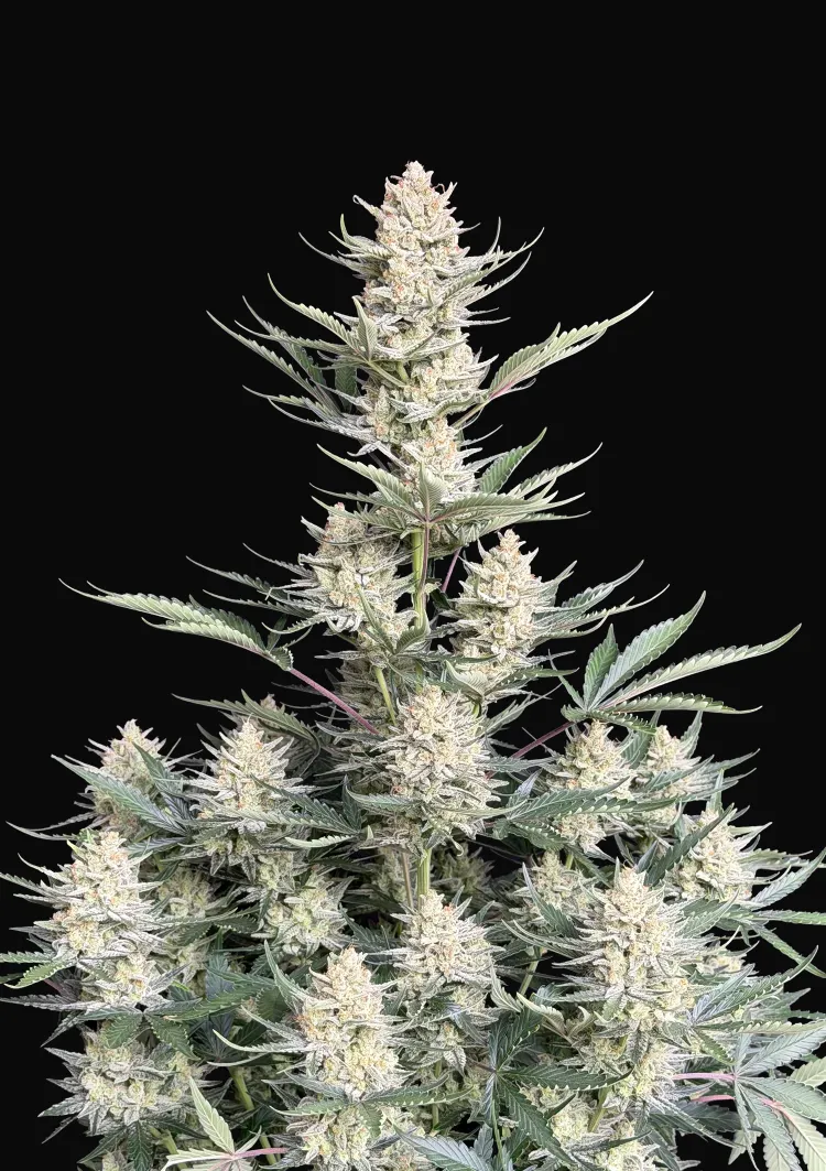 BubbleGum Auto