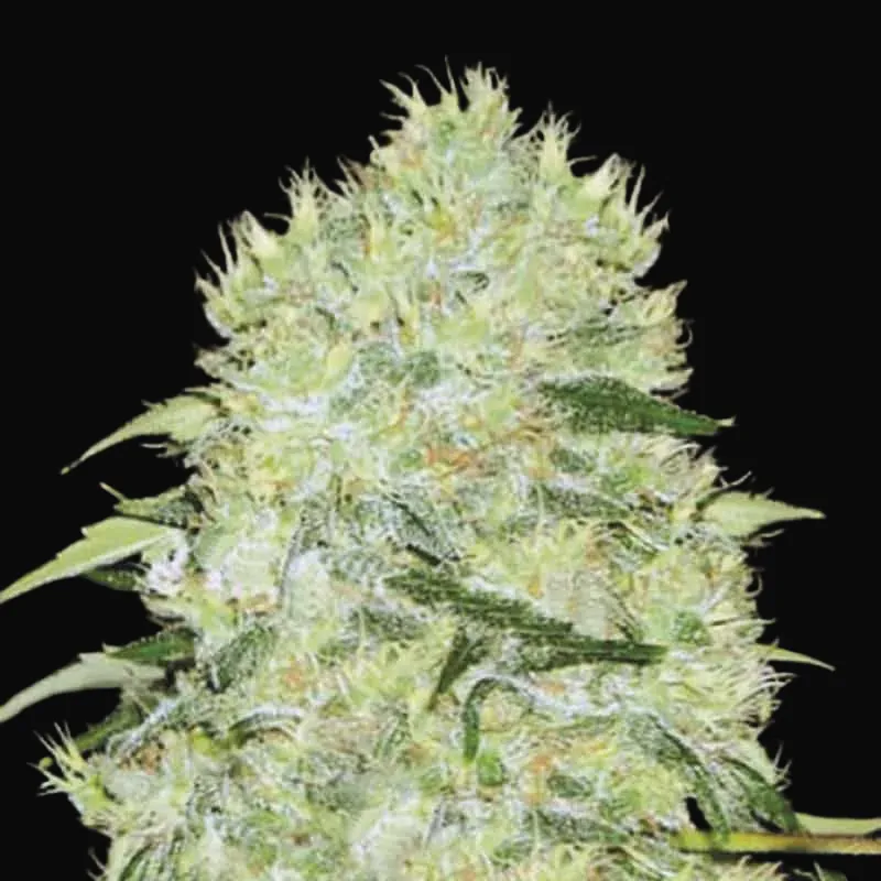 Bubblegum Extra