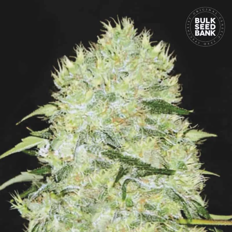Bubblegum Extra