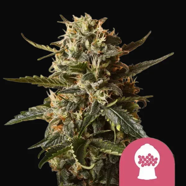 Bubblegum XL