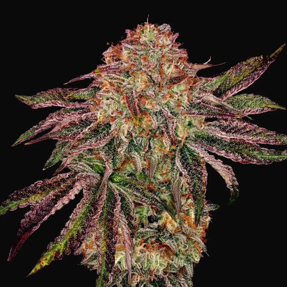 BubbleGummieZ