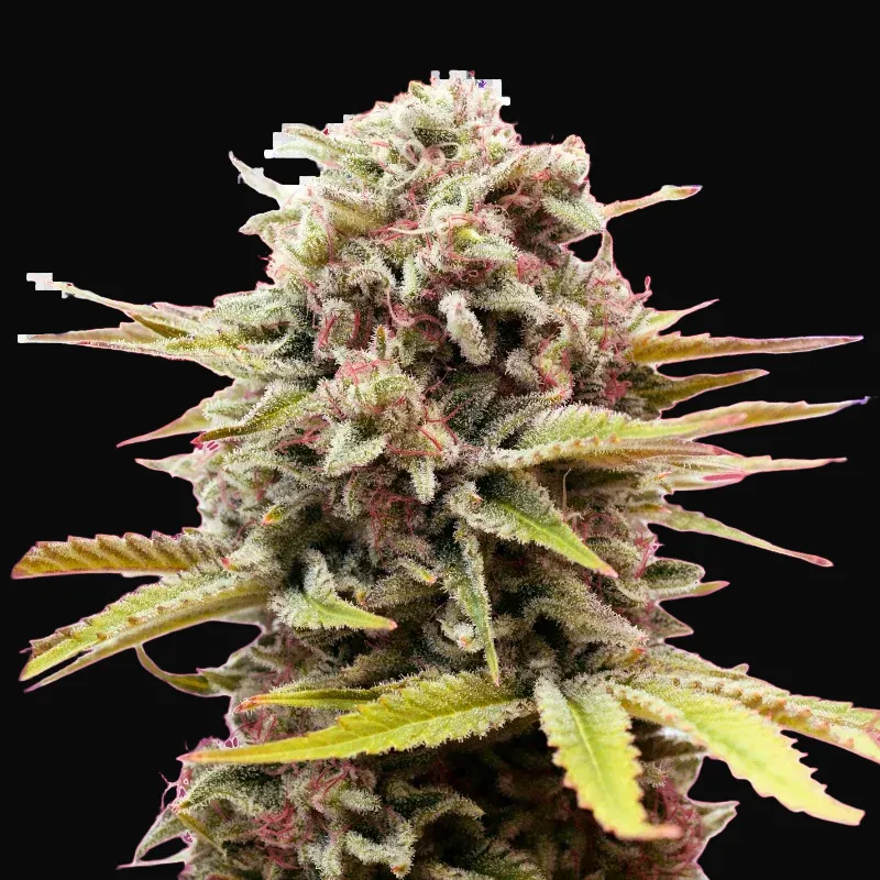 Bubblelicious