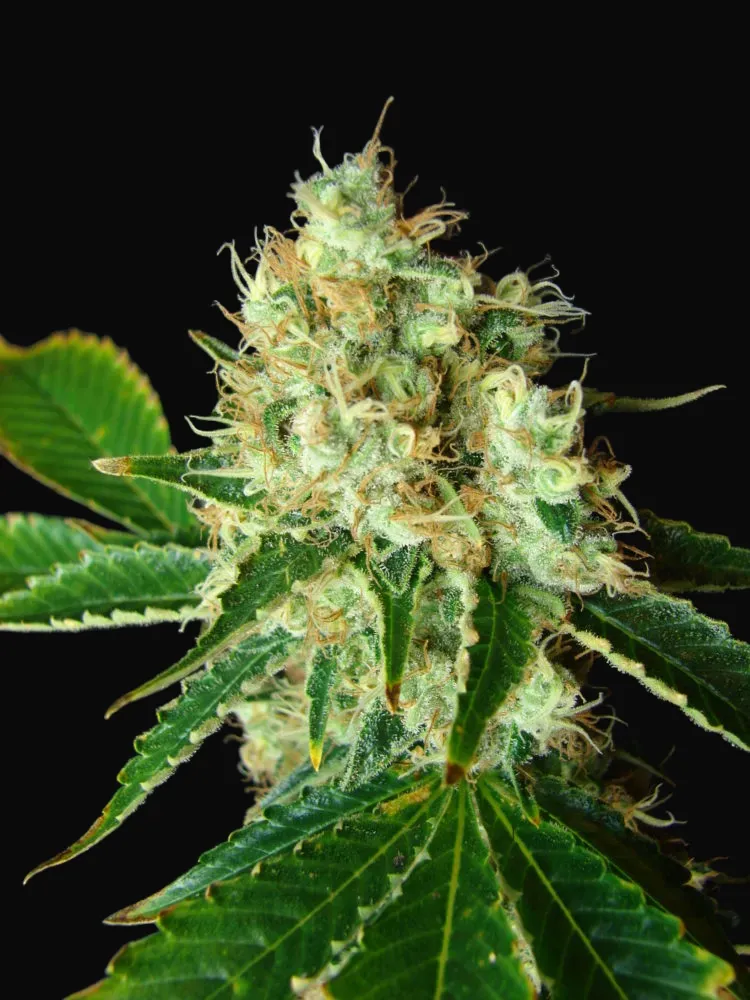 Bubblicious