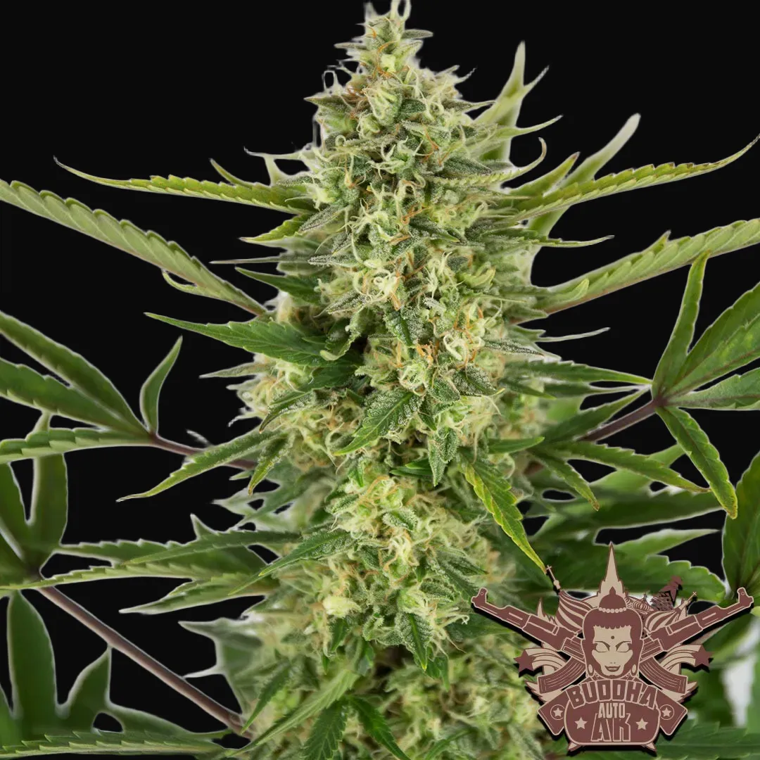 Buddha Auto AK