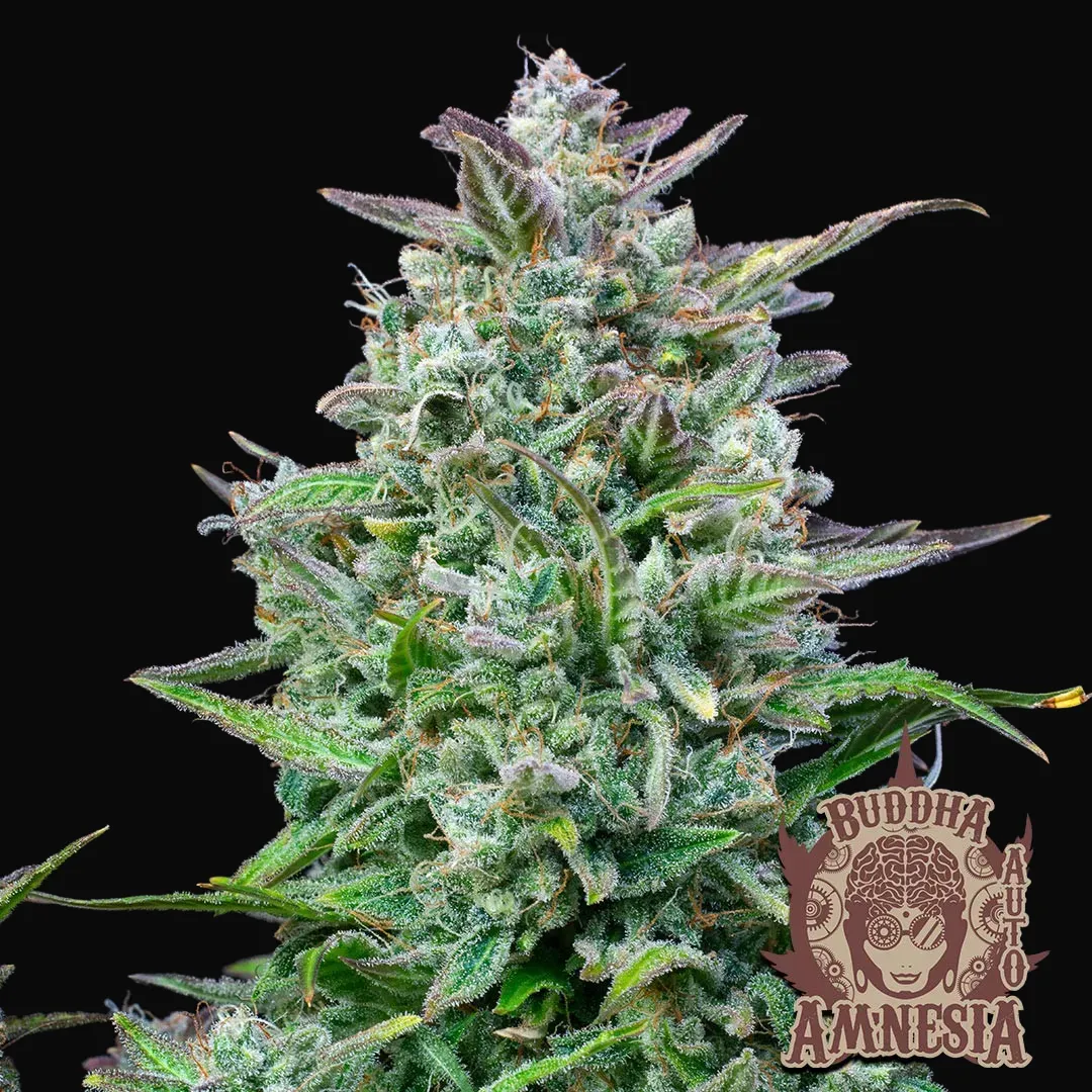 Buddha Auto Amnesia