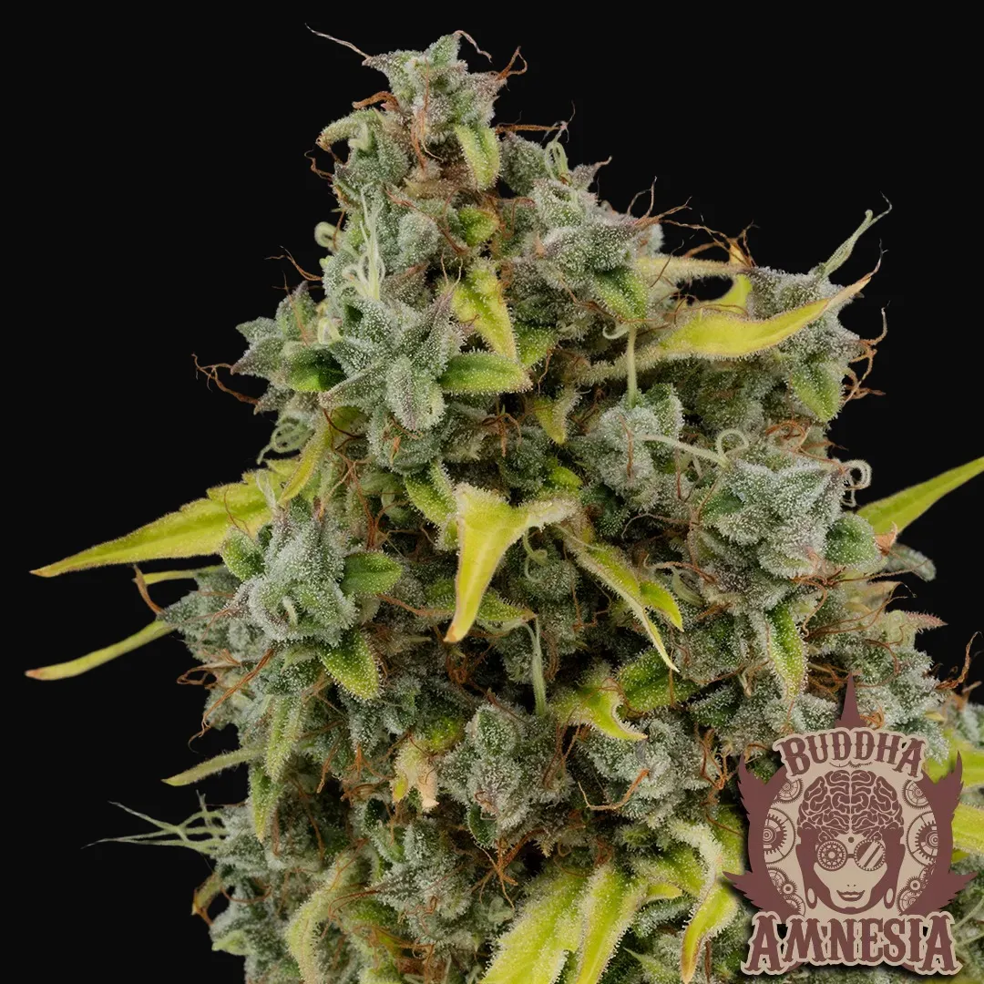 Buddha Amnesia