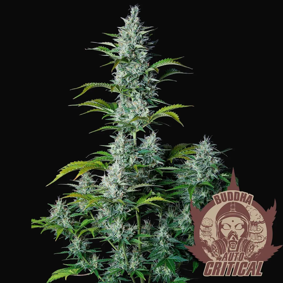 Buddha Auto Critical