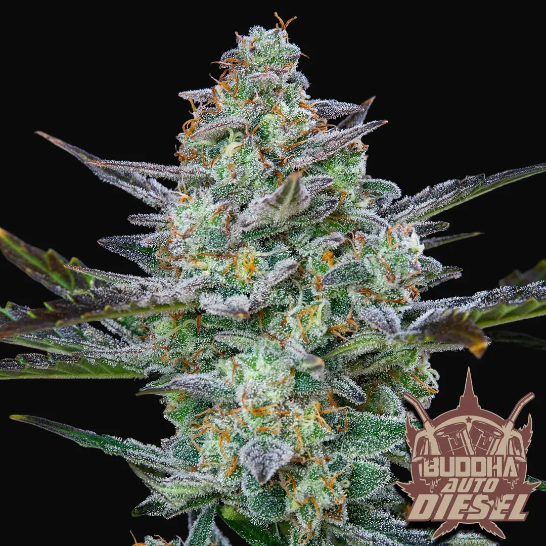 Buddha Auto Diesel