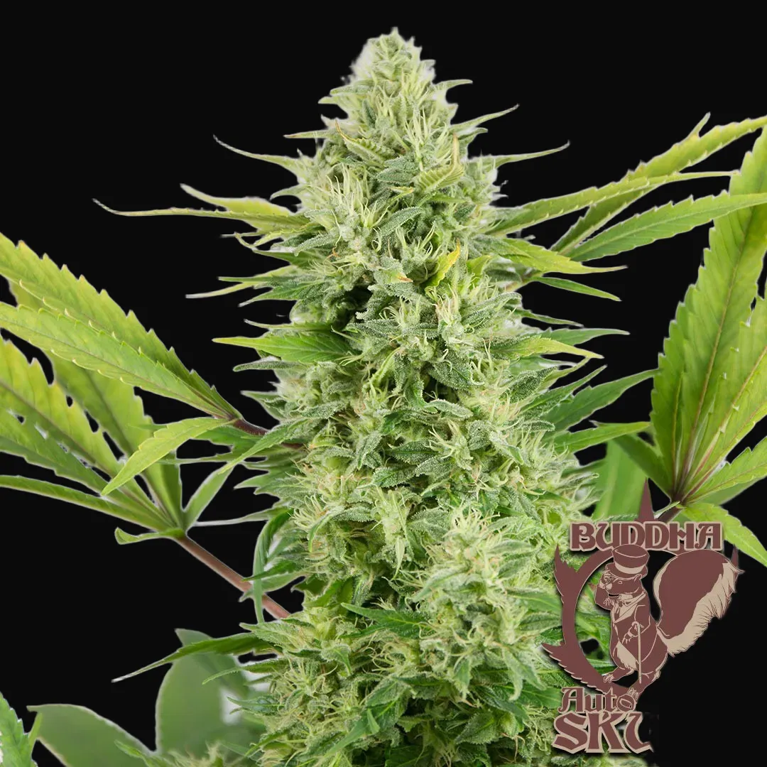 Buddha Auto Skunk