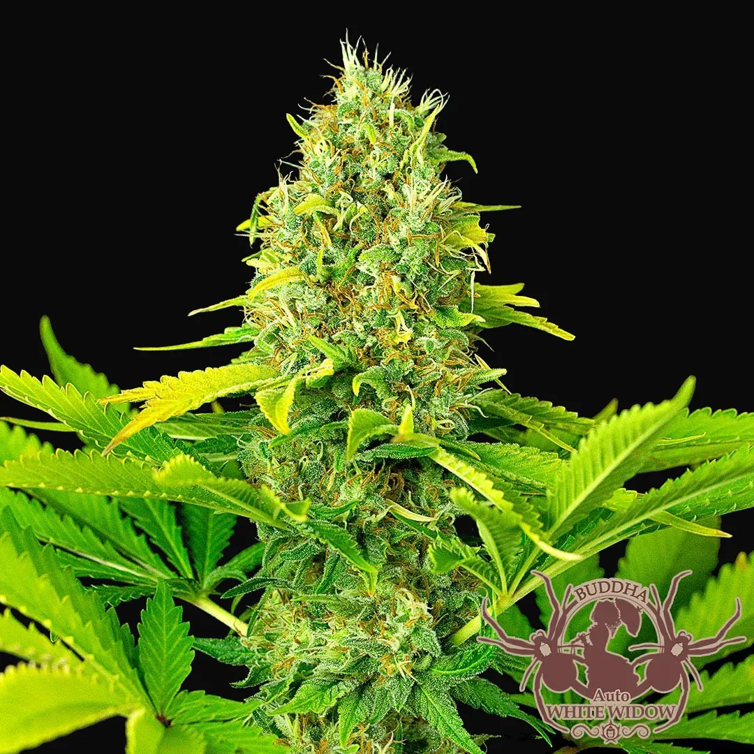 Buddha Auto White Widow