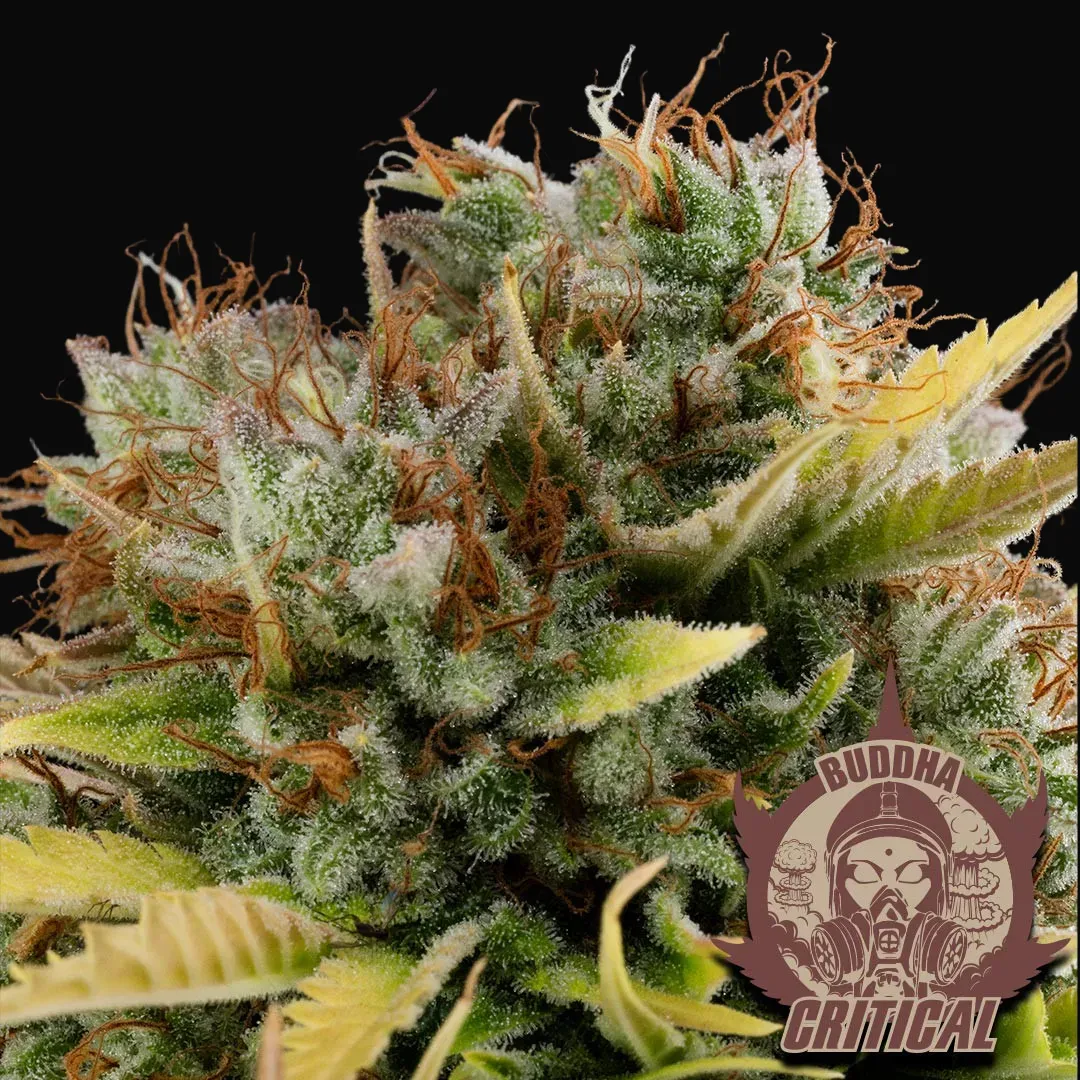 Buddha Critical