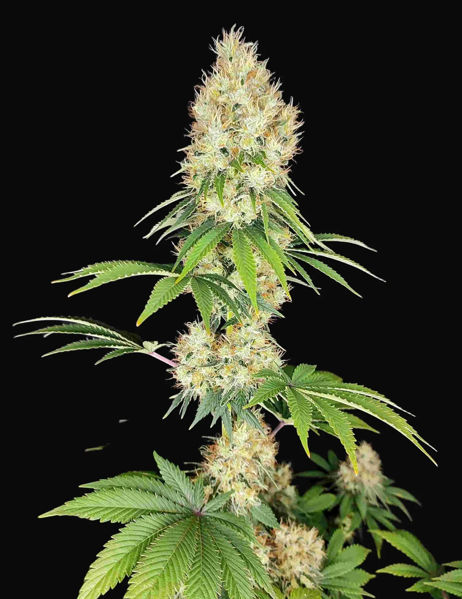 Buddha Diesel