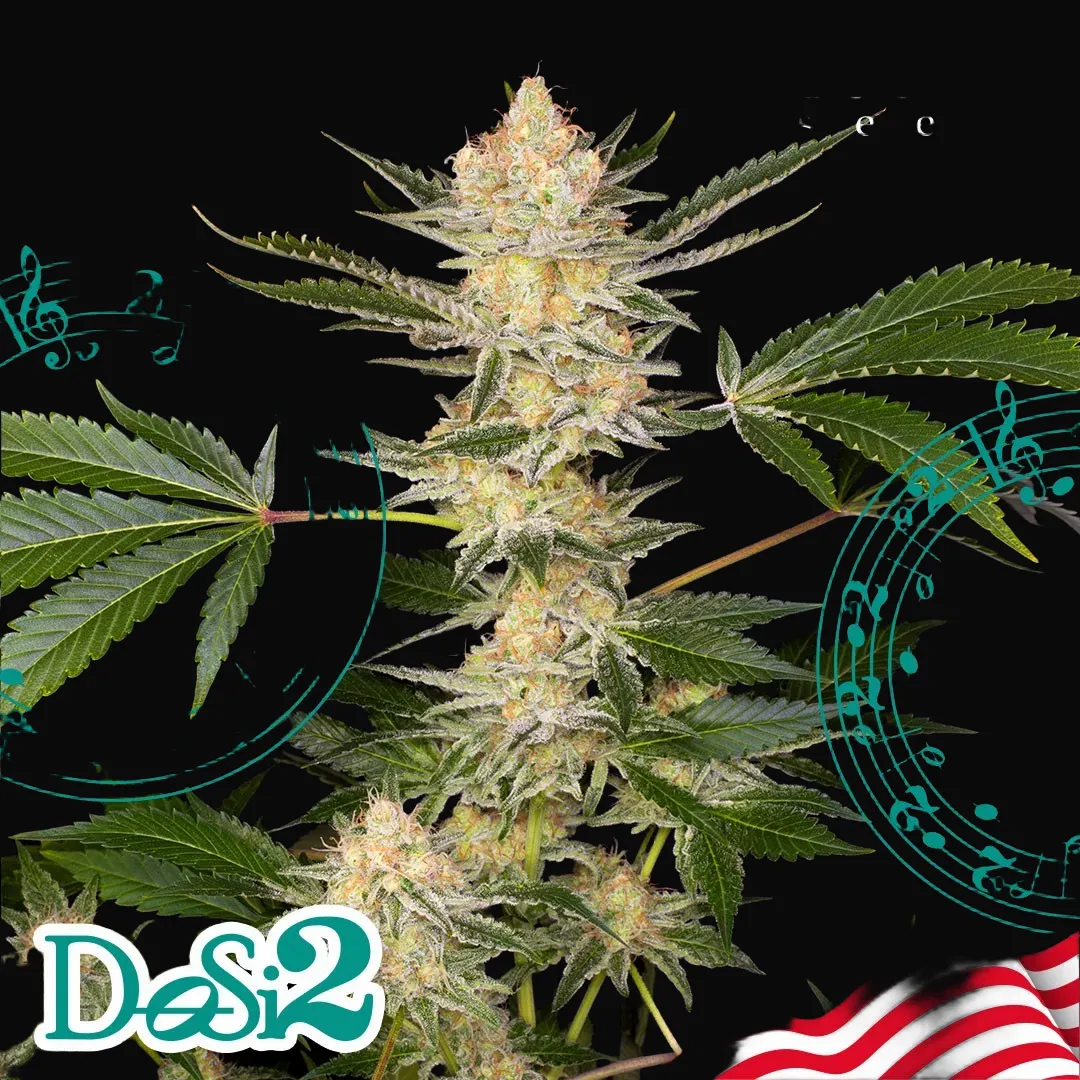 Buddha DoSi2