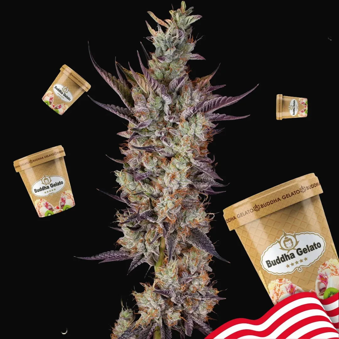 Buddha Gelato
