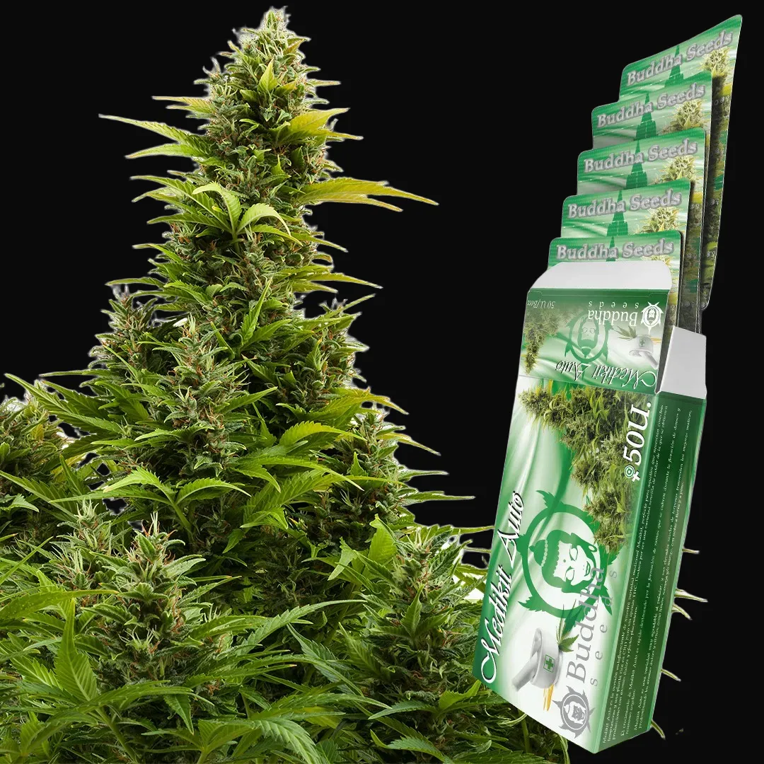 Buddha Medikit Auto