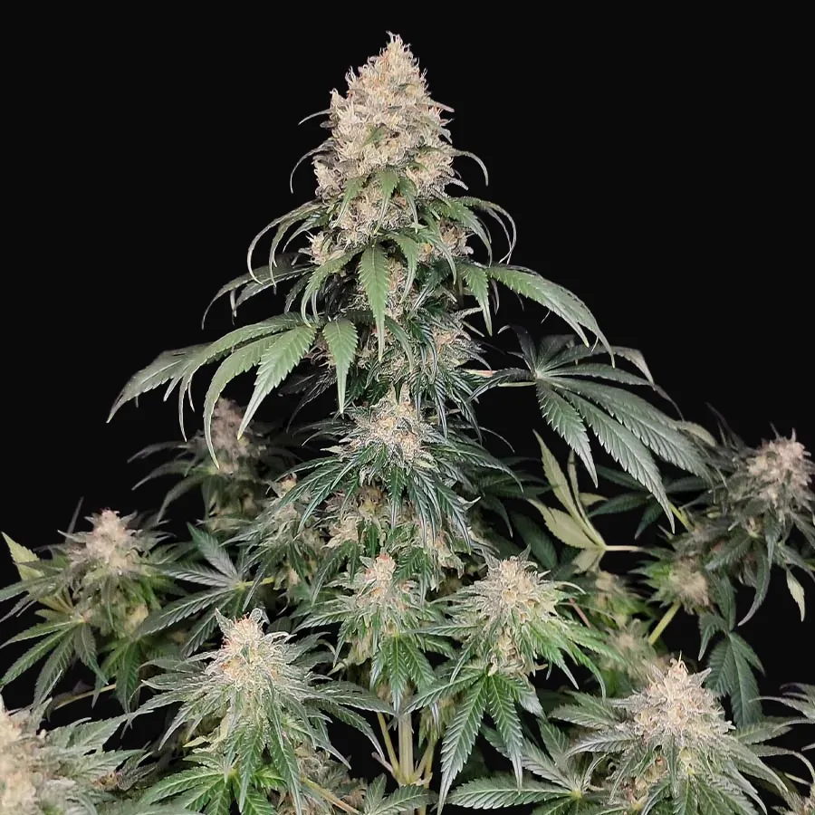 Buddha Medikit