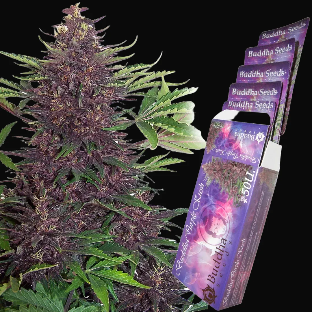Buddha Purple Kush Auto