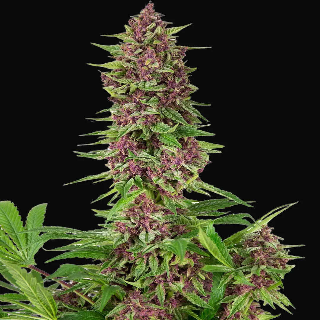 Buddha Purple Kush