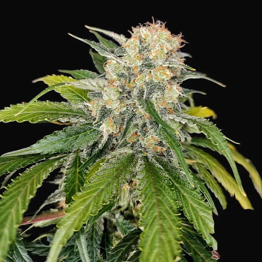 Buddha Skunk