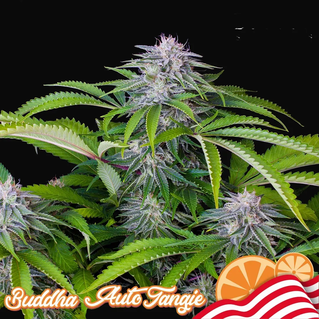 Buddha Auto Tangie