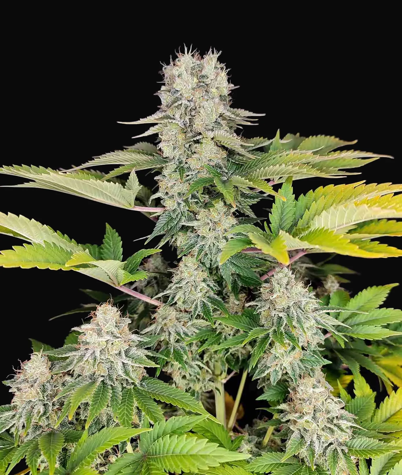 Buddha White Widow